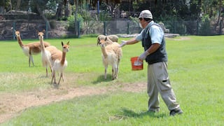 Trabajadores del Parque de las Leyendas atienden y cuidan a los animales durante cuarentena [FOTOS]