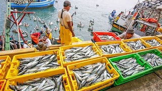 Universidades Yale y Columbia ratifican sostenibilidad de la pesca de anchoveta en el Perú