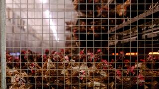 Holanda confina a sus aves de corral tras brote de gripe aviar “altamente contagiosa”