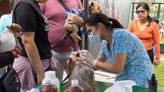 Chorrillos: anuncian campaña veterinaria gratuita, feria de mascotas y jornada de adopción