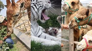 Zoológico de Huachipa inicia preventa de entradas para alimentar a los más de mil animales que alberga