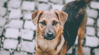 Hoy se celebra el ‘Día del Perro sin Raza’: Conoce su historia y porqué adoptar uno