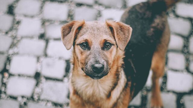 Hoy se celebra el ‘Día del Perro sin Raza’: Conoce su historia y porqué adoptar uno