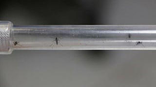 Peligrosa variante de dengue amenaza el norte