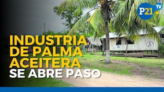 Palma aceitera: la industria que se abre paso en la selva peruana