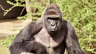 Estados Unidos: Matan a gorila en zoológico de Ohio para salvar a niño [Video]