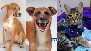 ‘Adoptar es de Patas’: Realizarán campaña de adopción de perritos y gatitos rescatados en Larcomar este sábado