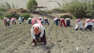 Gobierno presentará PL para otorgar créditos para los pequeños agricultores
