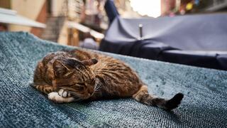 Los peligros que enfrentan los gatos que tienden a salir a menudo a la calle