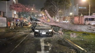 Surco: Al menos seis heridos dejó caída de árbol sobre dos vehículos en Av. Mariscal Ramón Castilla | VIDEO
