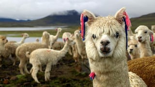 Acuerdo entre Grupo Inca y productora de fibra de alpaca favorece la investigación de este fino producto