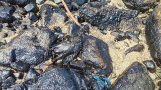 Derrame de petróleo en Ventanilla también afectó reserva nacional Islotes de Pescadores y Zona Reservada de Ancón