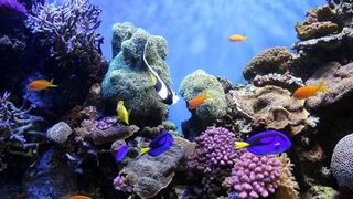 No pasarían de este siglo: los arrecifes de coral tendrían fecha de expiración