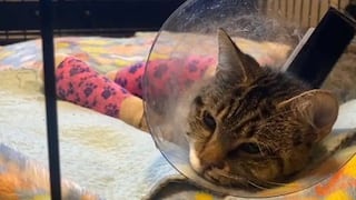 Rue: La gata que sobrevivió al maltrato animal y a ser arrojada del piso 12 