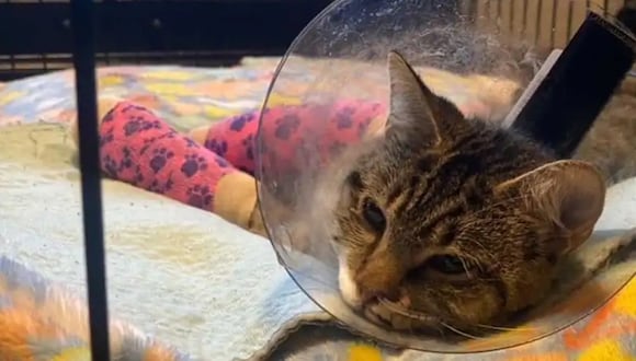 Un cirujano pegó la mandíbula de la gata para que pueda sanar, y ahora comerá a través de un tubo durante el próximo mes. (Home for life)