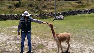 Arequipa: Serfor salva y recupera una cría de vicuña que fue hallada en carretera