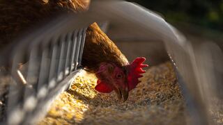 Rusia veta importaciones de producciones avícolas de EE.UU. y Canadá