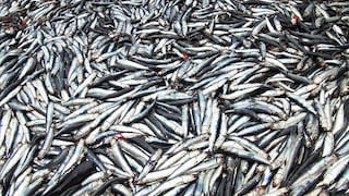 Se desvían 150,000 toneladas de anchoveta al año para hacer harina de pescado en Perú
