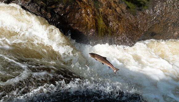 La migración del salmón, un animal que se prepara toda su vida para morir. (Foto: Getty Images)