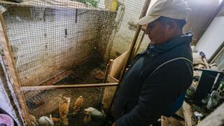 A seis meses del derrame de petróleo: pescador afectado ahora cría conejos para sobrevivir