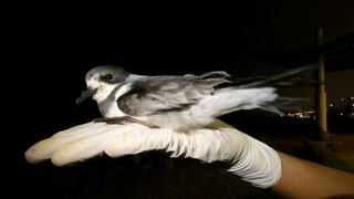 Día Mundial de las Aves Migratorias: Conoce como la contaminación lumínica afecta a estas especies
