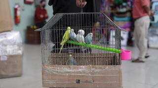 Tráfico de animales: ¿por qué se siguen vendiendo especies silvestres en el Centro de Lima?