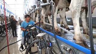 Huaura: Impulsan la ganadería familiar con moderna sala de ordeño