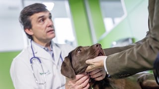 Día Mundial del Veterinario: consejos para elegir al mejor especialista para tu mascota