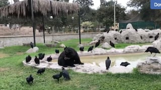 Parque de las Leyendas: Denuncian maltrato a oso de anteojos enfermo que es atacado por gallinazos