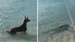 Perro observa a un tiburón cerca de sus amos y no duda en espantarlo