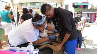 Municipalidad de Bellavista realizará campaña veterinaria gratuita el sábado