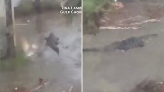 Enorme caimán apareció en el patio de una vivienda tras el paso del huracán Sally | VIDEO 