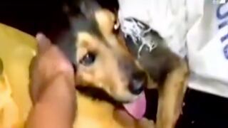 Dueño de chifa acusado de vender carne de perro pide que le devuelvan a su mascota [VIDEO]