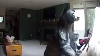 Estados Unidos: Un oso entró a una casa y sorprendió al tocar el piano [VIDEO]