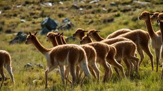 Arequipa: Encuentran más de 50 cuerpos de vicuñas desolladas por cazadores furtivos