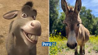 El burro que inspiró al personaje de “Shrek” recibirá jugosa ‘jubilación’