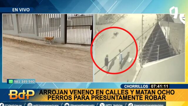 ¡INDIGNANTE! Matan a cinco perros arrojando carne con veneno en las calles de Chorrillos