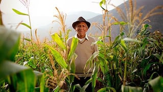 ‘Herederos del Campo’: Programa de apoyo y compra local de maíz mejorará la productividad de más de 12 mil familias en San Martín y Lambayeque