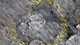 Perú recupera fósiles de 465 millones de años de antigüedad