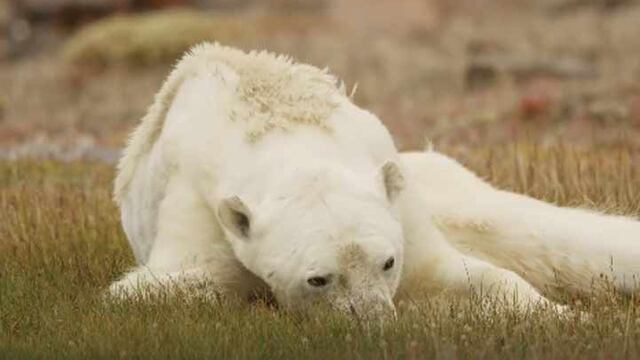 La imagen de un oso polar afectado por el calentamiento global indigna a millones [FOTOS Y VIDEO]
