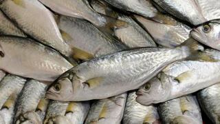 Establecen temporada de pesca de lorna desde mayo hasta marzo del 2020