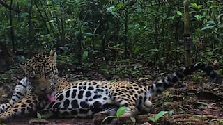 Emiten alerta para evitar la caza del jaguar que apareció en la selva de Puno