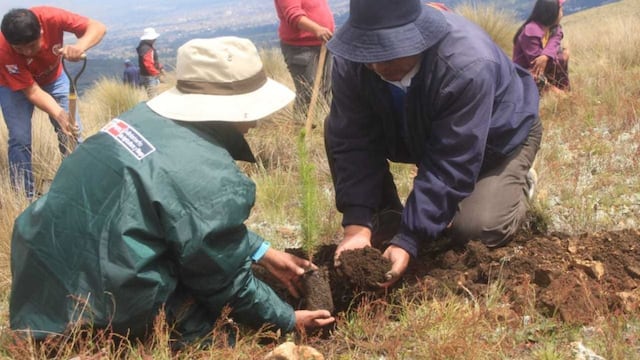 Junín: Agro Rural inicia jornada de forestación y estima plantar 800 mil árboles en la región