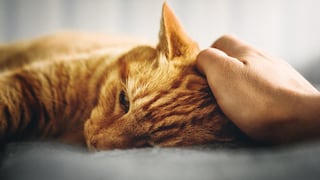 ¿Cómo ayudar a una mascota a afrontar el duelo por la pérdida de su HUMANO?