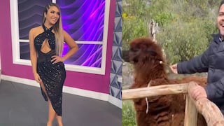 Novio de Isabel Acevedo le juega una broma al ver alpaca: “Ella tiene tu pelo, bebé” | VIDEO