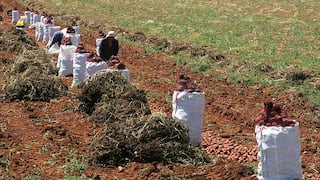 Agroexportación sumará US$ 7,000 millones este 2018, anunció Vizcarra