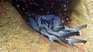 Hombre registró en una inhóspita isla a varios tiburones dándose un ‘abrazo’ 