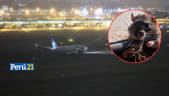 Corpac sospecha que roedores causaron apagón en pista de aterrizaje