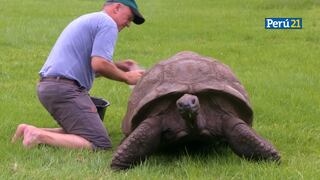 Jonathan, la tortuga más vieja del mundo celebra oficialmente sus 190 años [VIDEO]