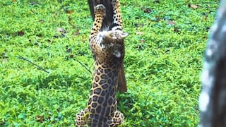 Perú tiene la segunda población más grande de jaguares en América del Sur pero teme por comercio ilegal